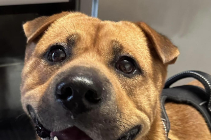 Una localitat portuguesa contracta un gos per donar "amor i afecte" als seus empleats