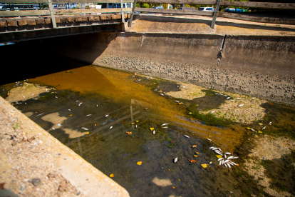 Peixos morts ahir a la poca aigua de la séquia Major del canal de Pinyana.