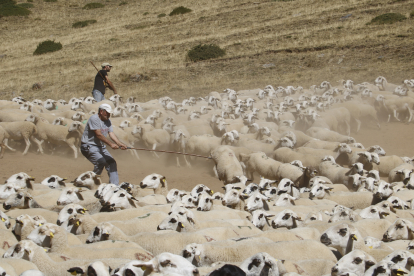 Ramaders atrapen ovelles amb ganxos a la muntanya de Seurí.