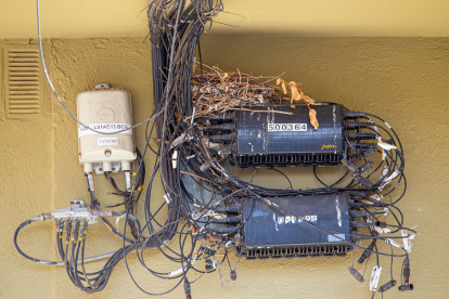 Un niu entre els cables i una caixa de distribució.