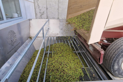 Imatge de les primeres olives collides per la Cooperativa La Granadella.