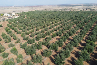 Aquesta finca plantada per la família Miarnau el 1999 ha passat de no tenir producció a superar els 8.000 quilos per hectàrea aquest any.