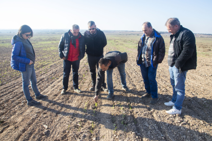 Pagesos en un camp de Preixana on els conills han arrasat una plantació.