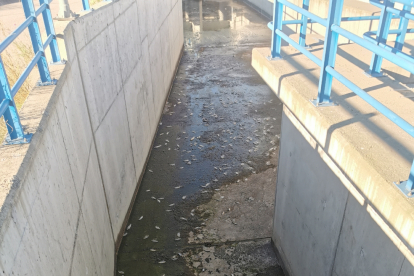 Peixos morts al canal Segarra-Garrigues a les Borges.