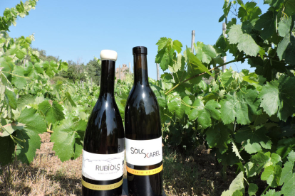 Els vins actuals. El celler acaba de crear Rubiòls. Els seus predecessors són SòlsXarel i Flor Xarel. 