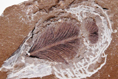 ilerdopterix. Superior: fòssil de ploma de cobertura de fa 130 milions d’anys trobat a les pedreres del Montsec. 