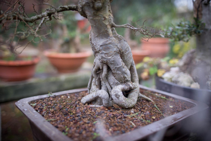 fruita. Sobretot es treballen en bonsai aquelles espècies que fan fruits d’acord amb la mida de l’arbre. 