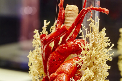 nervis i artèries. En groc, els nervis cranials, i en vermell i blau, l’artèria caròtida externa i les seves rames. 