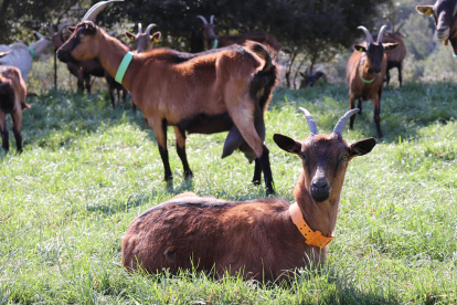 pastura. Les més de vuit-centes cabres de Cal Quitèria mengen el farratge que ells mateixos produeixen.