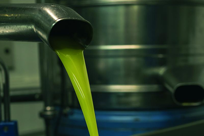 matèria primera. La qualitat de les olives de les quals surt l’oli és innegable. 