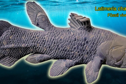 Elpistostega. Representació del peix ‘Elpistostega’ amb els ossos de les aletes  que dissenyen els de les potes caminadores. 380 milions d’anys.