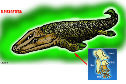 Elpistostega. Representació del peix ‘Elpistostega’ amb els ossos de les aletes  que dissenyen els de les potes caminadores. 380 milions d’anys.