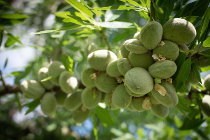 A les finques de reg s'asseguren produccions fins a cinc vegades per sobre de les finques