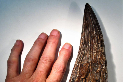 un ‘monstre’. Una de les dents del Liopleurodon. 