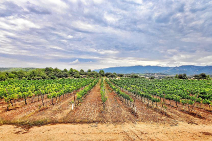vinya. El celler Mas Blanch i Jové ha plantat en els últims anys set hectàrees més de vinya i ara ja en tenen vint-i-cinc.