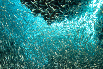 caràcter únic. L’oceà i les seves meravelles submarines donen a les Bahames un caràcter únic amb una barreja de colors verds i blaus, únics a tot el Carib i arreu del món.