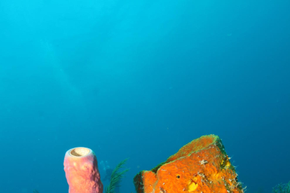 caràcter únic. L’oceà i les seves meravelles submarines donen a les Bahames un caràcter únic amb una barreja de colors verds i blaus, únics a tot el Carib i arreu del món.