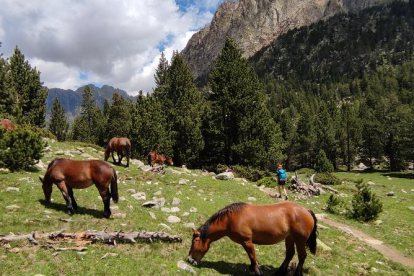 ALTA MUNTANYA. Blocs de granit, pedreres i camins es barregen en cada una de les etapes.