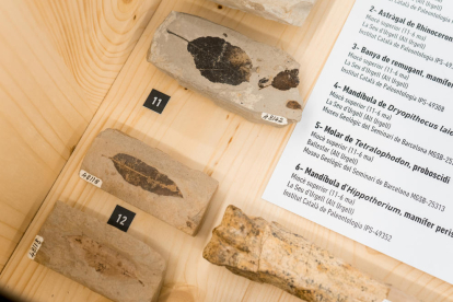 La nostra evolució. La mostra del Museu de la Noguera ens explica l’evolució de la vida a les terres de Lleida.