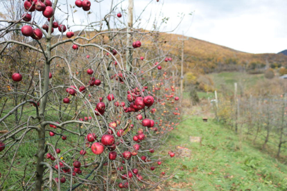 cAtàleg. Una vegada classificats, els arbres passen a formar part del catàleg de varietats locals d’interès agrari.