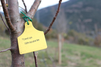 cAtàleg. Una vegada classificats, els arbres passen a formar part del catàleg de varietats locals d’interès agrari.