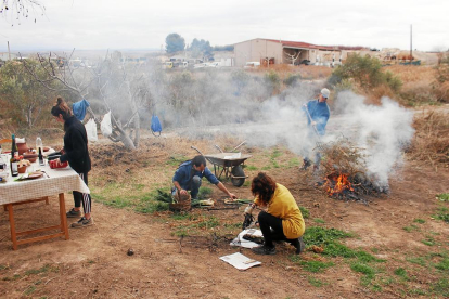 a mà. Els calçots s’acostumen a collir a mà i es trien un a un.