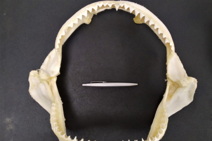 Galeocerdo. Mandíbules de l'actual tauró tigre Galeocerdo, on es pot observar la forma i disposició de les dents.