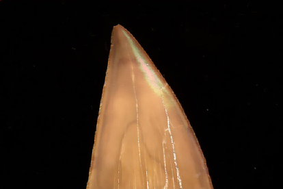 Otodus obliquus. Dent fossilitzada del selaci Otodus obliquus de jaciments del Marroc: 50 milions d'anys.