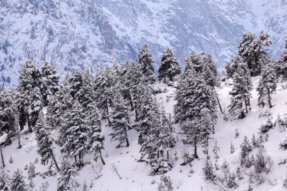 Boscos. Els arbres d'alta muntanya, com els avets i els pins negres, estan preparats per suportar grans nevades.