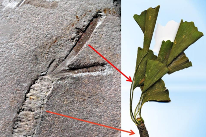 Un fòssil de Ginkgo trobat al Montsec que té 130 miilions d'anys i un fòssil del Ginkgo actual.