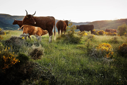 Les vaques i vedells de Cal Tomàs pasturen cada dia en prats diferents.