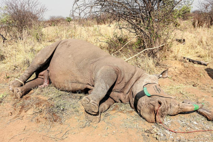 Un rinoceront blanc de la reserva de Dinokeng, a Sud-àfrica, adormit mentre li implanten un transmissor GPS.