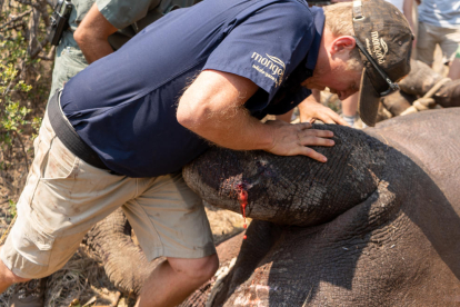 Gavin, veterinari de la reserva de Dinokeng, doblega la pota davantera d'un rinoceront negre ferit de bala