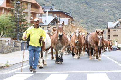 Transhumància ■ La transhumància arriba al final amb la baixada dels cavalls de les muntanyes. Un grup d’animals va passar ahir per Rialp i dimarts 200 equins van creuar el Pallars.