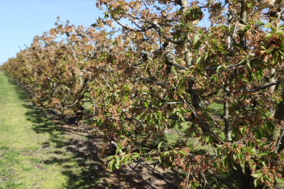 Les gelades del mes d’abril van minvar la producció de fruita dolça a Lleida.