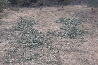 Imatge de fulles i restes que van deixar els lladres al camp.