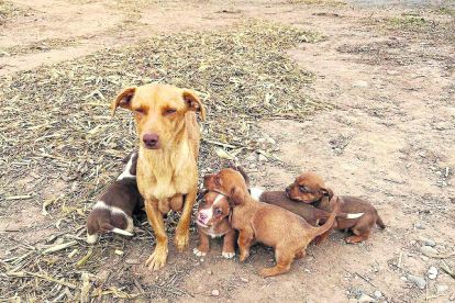 Els cinc cadells després de ser rescatats del femer.