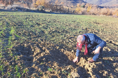 Un agricultor de Sant Esteve comprova els danys a l’ordi.