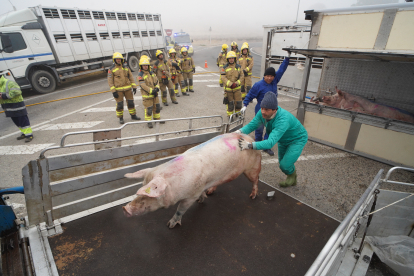 Un camió carregat amb porcs va bolcar ahir a l’N-II a Alcarràs.