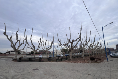 Els arbres que ja s’han podat a l’avinguda del Canal de Mollerussa.