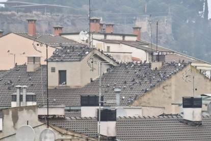 Coloms a les teulades del centre històric de Balaguer.