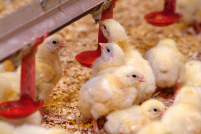 La FAC valora positivament l’exercici 2023 del sector avícola.