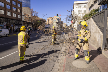 Els bombers retirant un arbre al carrer Balmes de Lleida ciutat.