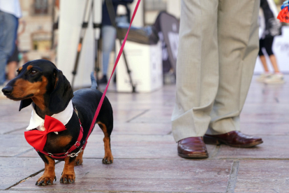 Només l’any passat es van inscriure més de 5.000 gossos a l’AIAC a les comarques de Ponent.