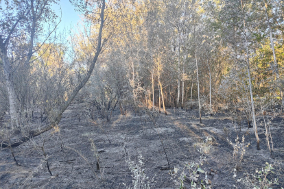 Imatge d’una de les zones cremades.