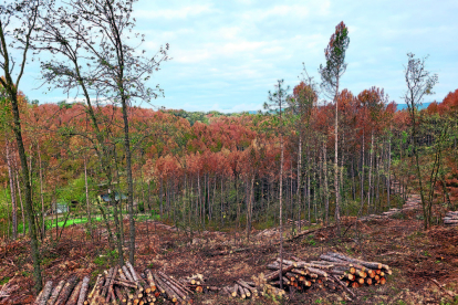 “boscos que fa pocs anys estaven protegits pel clima avui ja no n'estan”Per què es moren els boscos?