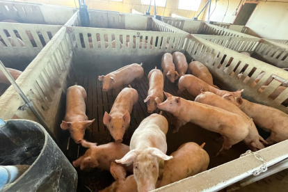 Imatge d’arxiu d’una granja de porcs.