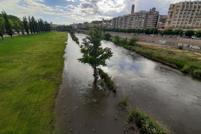El riu Segre al seu pas per Lleida portava 35 metres cúbics per segon al matí.
