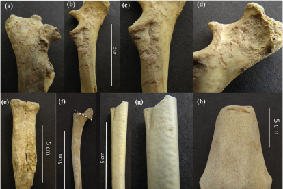 A la fila superior, un cúbit de gos amb marques de dents humanes.