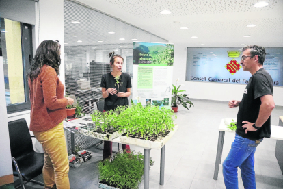 El consell del Sobirà va acollir ahir el lliurament de les plantes de tomaqueres als ciutadans.